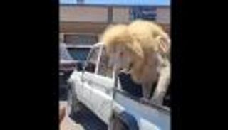 أسد يستقل سيارة نقل في ليبيا وينظر للمارة باندهاش.. والسائرون يلتفون حوله (صور)