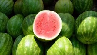 البطيخ - صورة أرشيفية