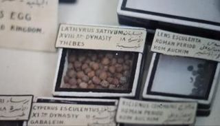 عينات (الجلبان) في المتحف المصري بالتحرير 