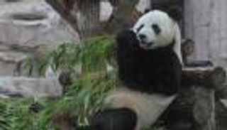 الباندا.. صديقة الصينيين و"رمز السلام"