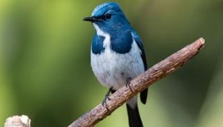 صورة لطائر، حقوق الصورة: كانفا