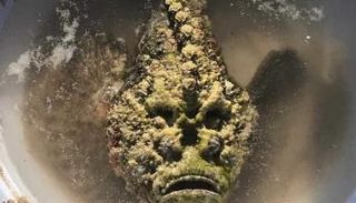 السمكة السامة 