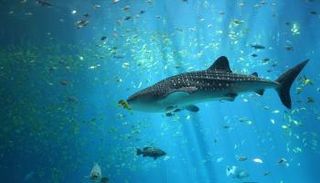 الحوت القرشي - أرشيفية