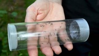 إطلاق البعوض العقيم للسيطرة على أعداده