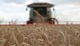 التغير المناخي يبعثر قمح تونس.. المحصول يهوي 60%