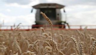 قمح - أرشيفية