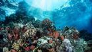 هذه الشعاب المرجانية ربما تستطيع مواجهة المناخ.. بارقة أمل