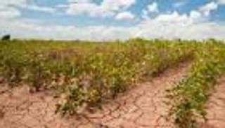 كيف يحصن الذكاء الاصطناعي الزراعة من تداعيات تغير المناخ؟ (مقابلة)