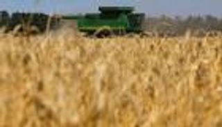 سنبلة سلام لإنقاذ غلال روسيا وأوكرانيا.. هل تنجح أفريقيا؟