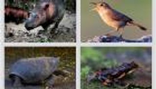 "الفناء" ثمن مواجهة تغير المناخ.. الانقراض السادس على الأبواب