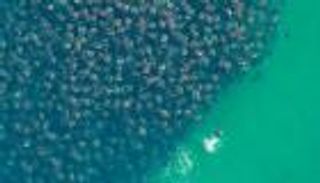 اخضرار المحيط.. ظاهرة تقطع الأنفاس!