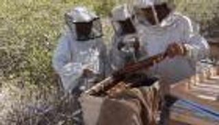 اليوم العالمي للمانغروف.. عسل الشجرة يهزم حطبها في مصر 