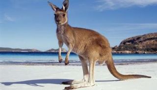 صورة للكنغر (حقوق الصورة: كانفا)