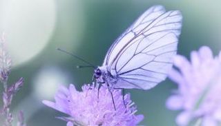 فراشة (حقوق الصورة: كانفا)