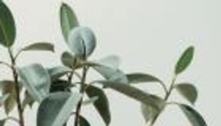 كيف تتحسس جذور النباتات التغيرات الحاصلة في الحرارة المحيطة؟