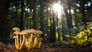 صورة للفطريات (حقوق الصورة: كانفا)