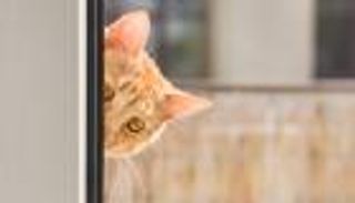 انسوا بالونات التجسس وتعرفوا على الحكاية المأساوية للقط الجاسوس