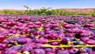 ذهب اليمن "الأحمر".. 60 صنفا تروي قصة تاريخية