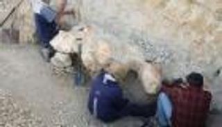 حفرية تكشف عن أثقل حيوان على الإطلاق.. عمرها 39 مليون عام