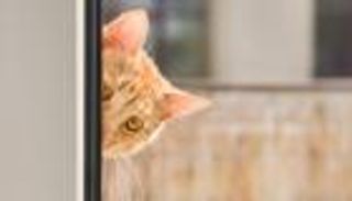 "القطة الجاسوسة"