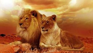 الأسود من أخطر الحيوانات على وجه الأرض