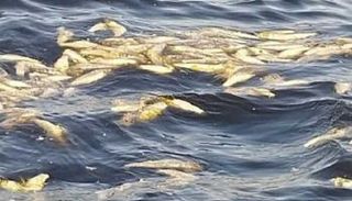 الأسماك النافقة في ميناء المكس