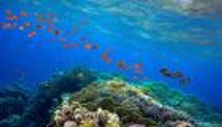 الشعاب الاصطناعية.. ثورة في عالم المناخ!