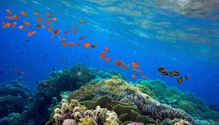 الشعاب المرجانية