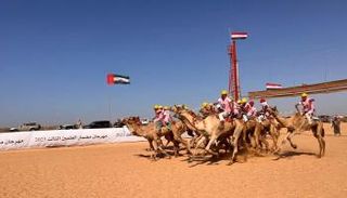 مهرجان العلمين لسباق الهجن 