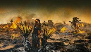 غابات جوشوا التاريخية تواجه خطر الاندثار 