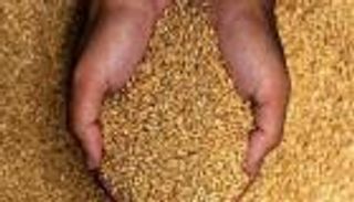 ارتفاع أسعار القمح.. الهجمات الأوكرانية على روسيا تشعل البورصات