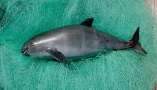 حيوان الفاكويتا