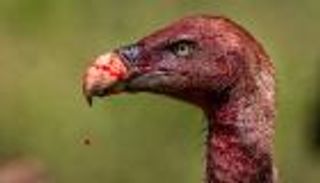 حرب بين كلاب ونسور.. والهدف "حماية آلاف الدولارات"