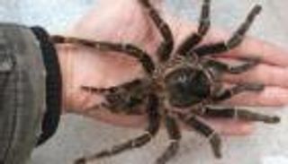 طفل أراد التحول لـ"سبايدر مان" فانتهى الأمر إلى المستشفى