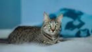 اليوم العالمي للقطط.. أغلى السلالات حول العالم بأرقام فلكية (صور)