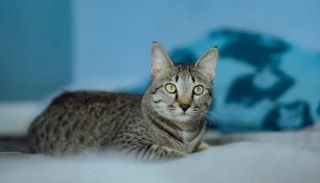 قط مصري "ماو"