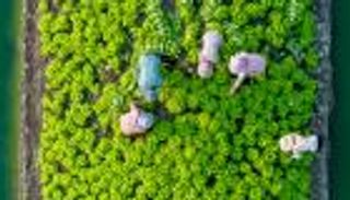 الإمارات.. سجل حافل في دعم وتعزيز الأمن الغذائي العالمي