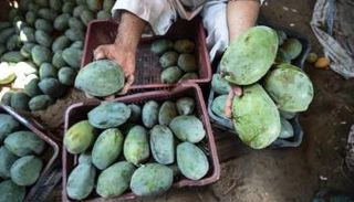 كيفية اختيار المانجو حسب النوع