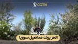 موجات الحر تربك محاصيل سوريا.. تنضج مبكرا (فيديو)