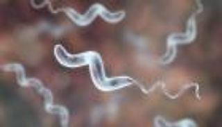 عدوى بكتيريا "كامبيلوباكتر".. الأسباب والأعراض