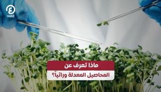 ماذا تعرف عن المحاصيل المعدلة وراثياً؟