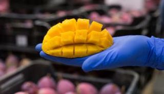 طرق تخزين المانجو