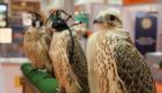 مسابقة أجمل الصقور تزين معرض أبوظبي الدولي للصيد والفروسية