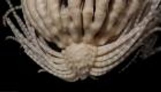 يمتلك 20 ذراعا.. اكتشاف كائن غريب في القارة القطبية