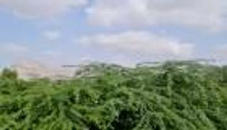 "السيسبان" تخنق اليمنيين.. انتشار سريع وأضرار بيئية وصحية