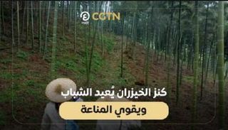 كنز الخيزران يُعيد الشباب ويقوي المناعة