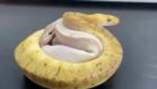 العثور على 14 ثعبانا في جيب مسافر صيني.. ما القصة؟