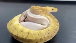 الثعابين الـ14 كانت ملفوفة في جوارب قطنية أو أكياس قماشية