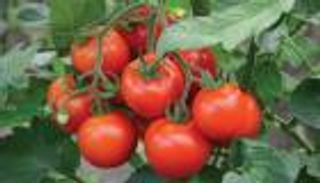 "الطماطم" ممنوعة على "البرغر" في الهند.. أحكام التضخم