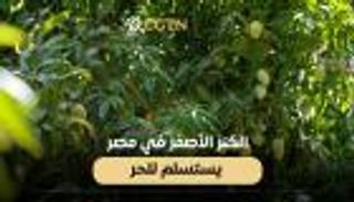 الكنز الأصفر في مصر يستسلم للحر